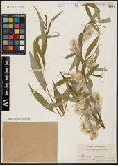 Foto von Salix acmophylla Boiss.